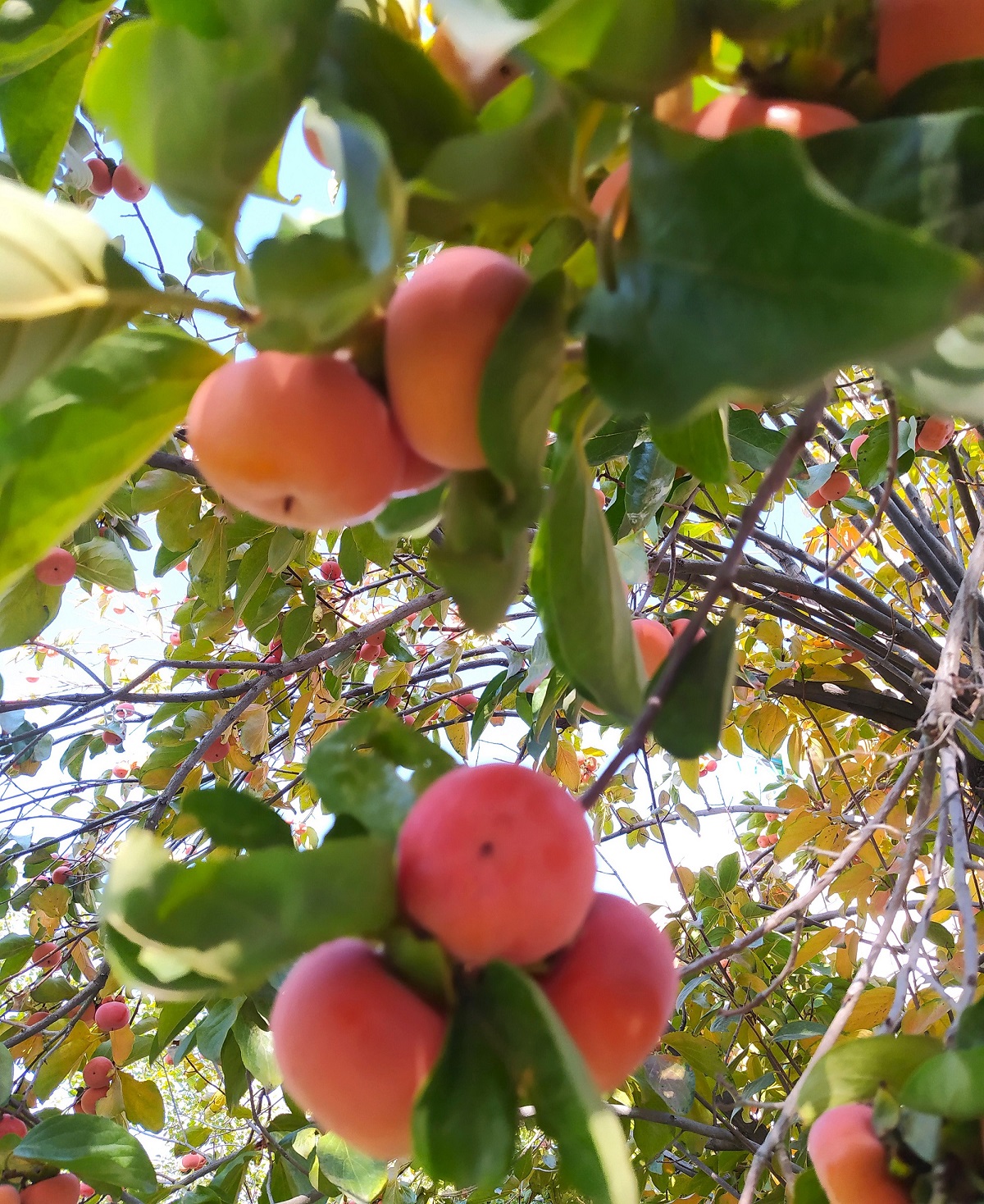 persimmon fruit